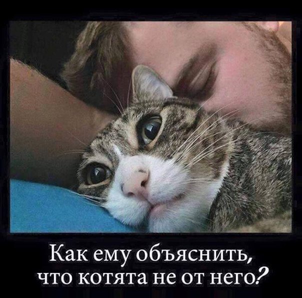 Кошки и другие