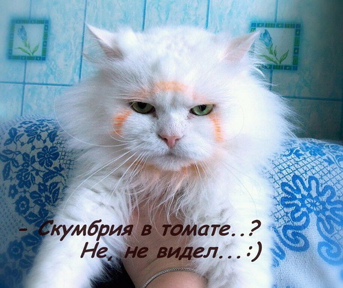 Был уличен в том, что воровал селедку под шубой.