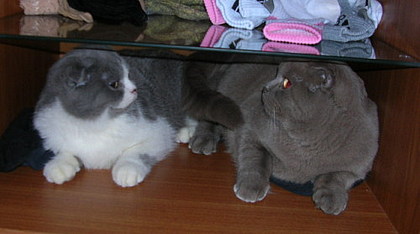 Коты, кошки, котята