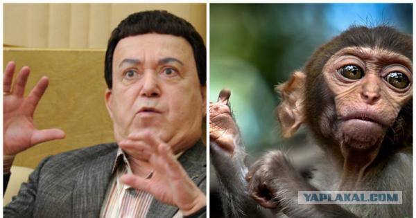 Знаменитости и их  двойники из мира животных