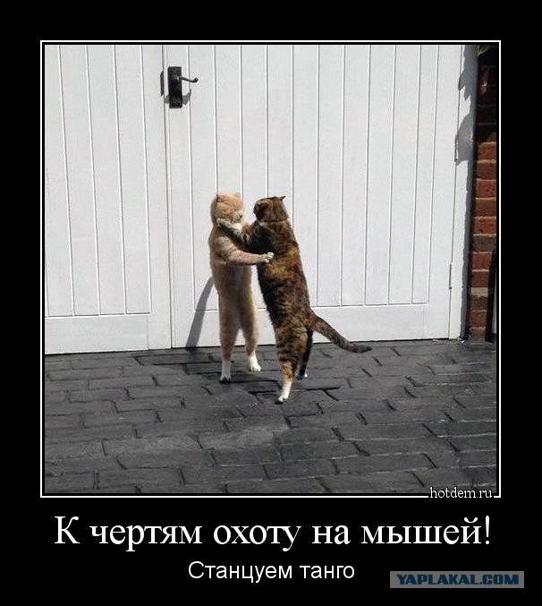 Когда животным делеть нехрен