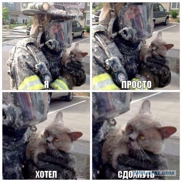 Картинки, демотиваторы и прочие приколы с просторов необъятного