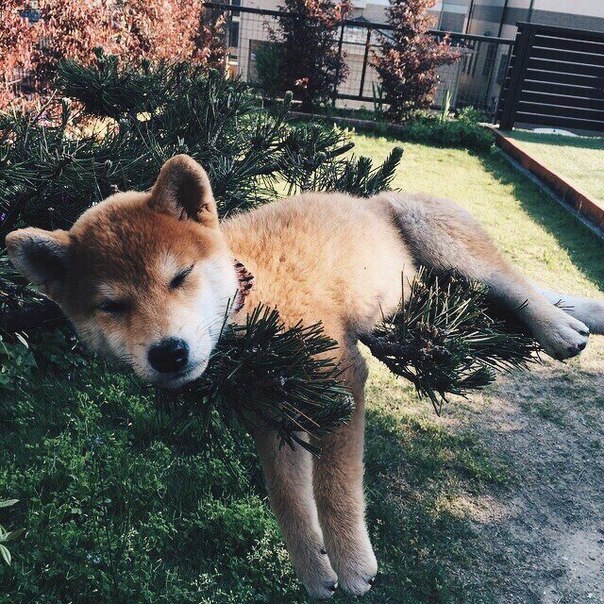 Прикольные животные