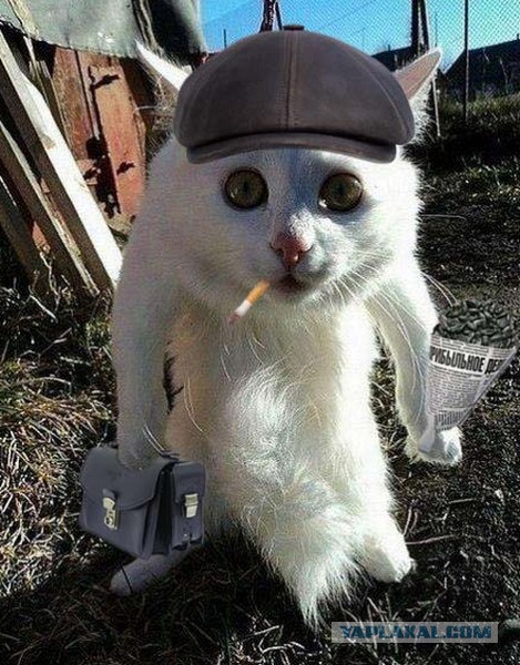 10 брутальных уличных котов