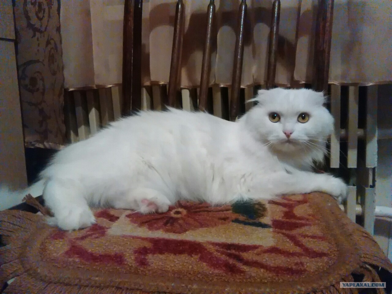 Шотландский метис кот