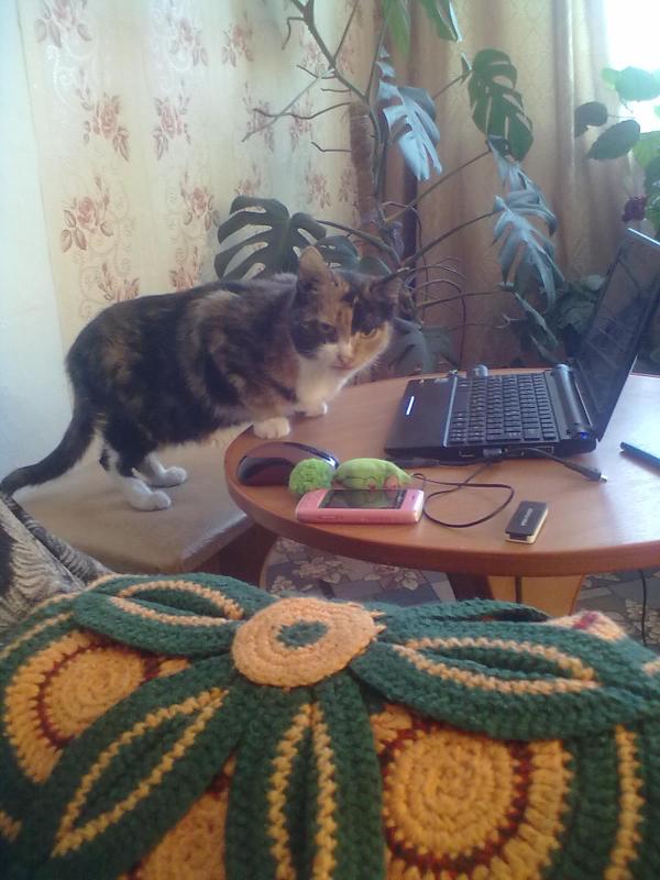Коты из сети