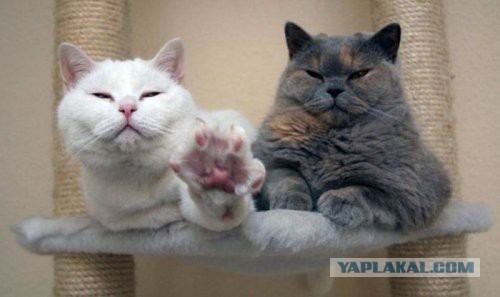 Котовторник 27.12.2016