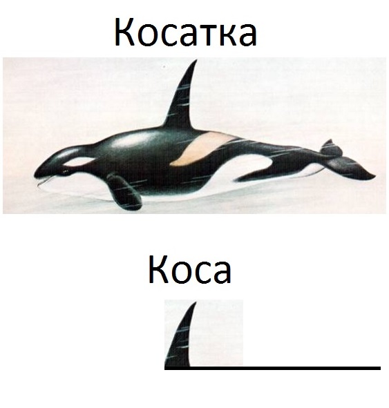 Косатки съели акул живьём