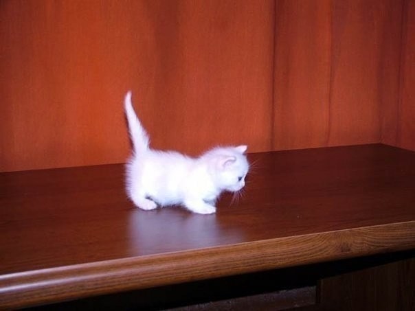 Коты из сети