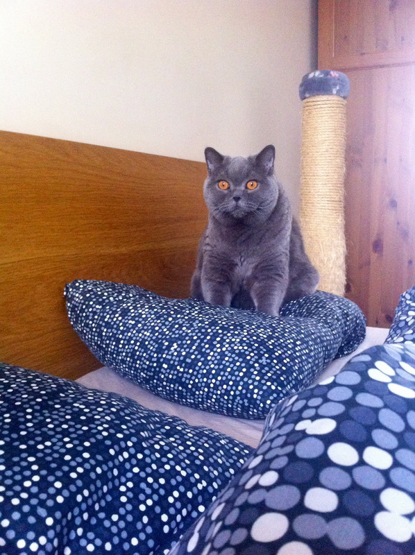 Котовторник 10.01.2017