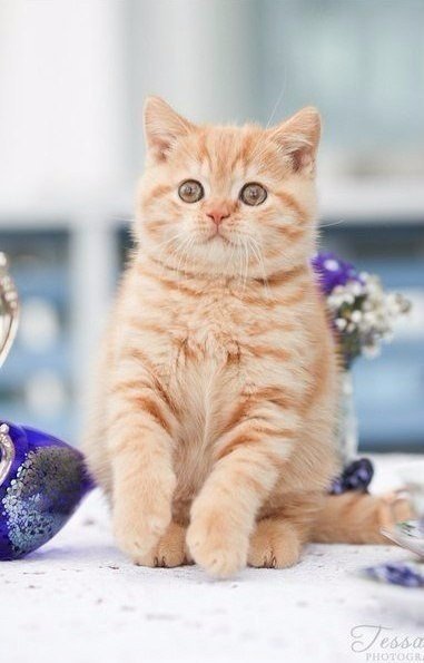 Коты и Кошки