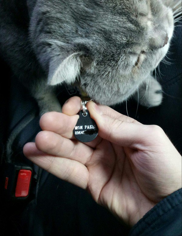 Коты и Кошки
