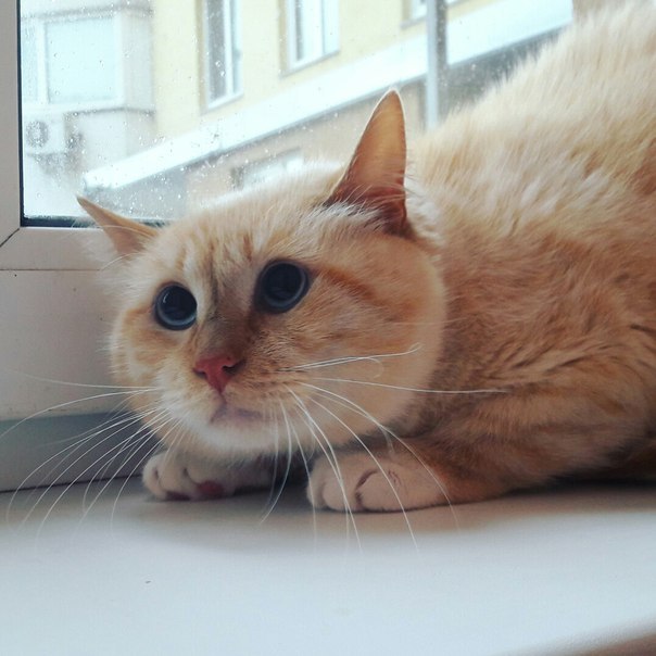 Коты и Кошки