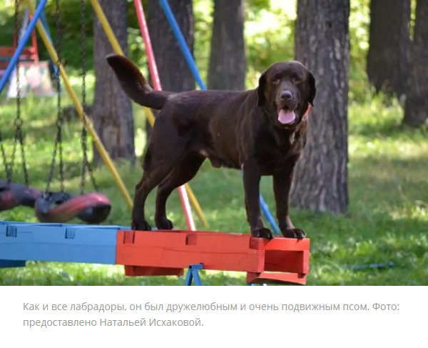 Живодеры убили легендарного пса-спасателя под Челябинском