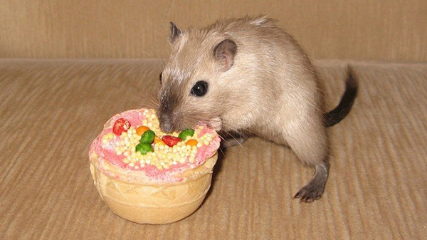 Не жадный, а бедный