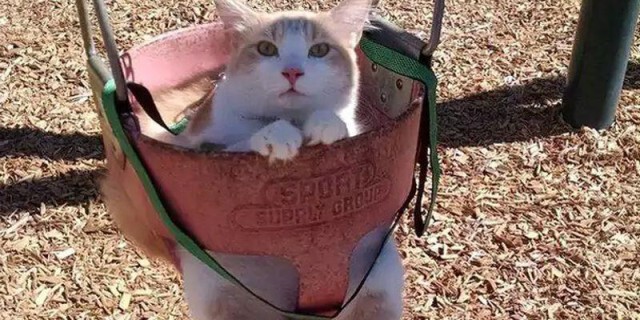 Коты и Кошки