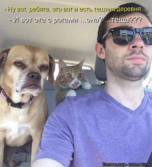 Доколе, я вас спрашиваю?