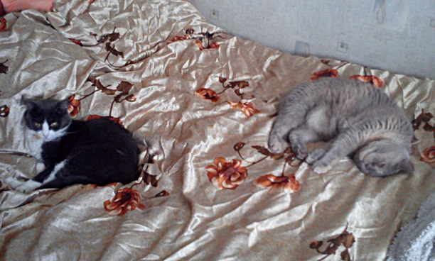 Котовторник ждали? А вот и он!