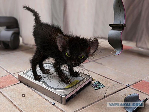 Котовторник на ЯПлакалъ (27.05.08), прикольные коты, добавляем свои!