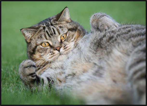 Котовторник на ЯПлакалъ