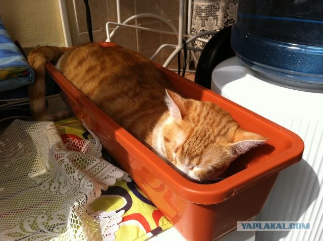 Котовторник - С праздником, котоводы!