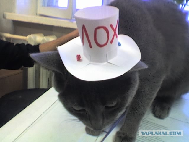 Начинаем котовторник!