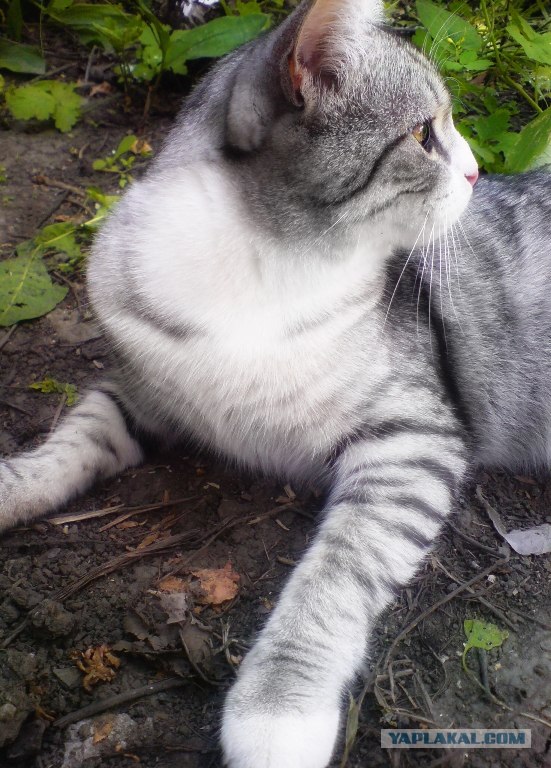 Котовторник  07.06.11