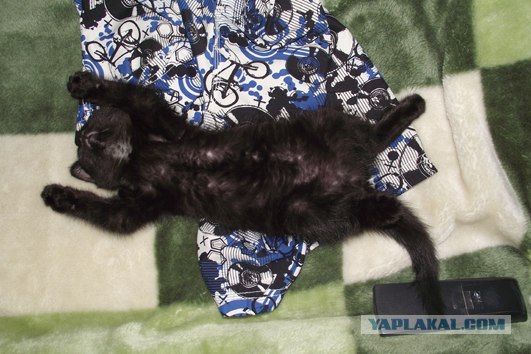 Супер-котофото на котовторник