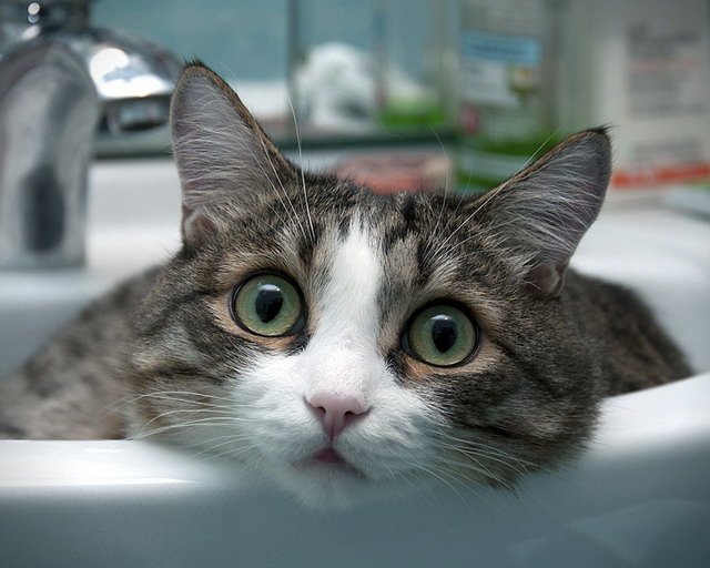 Ну и где ваш котовторник?