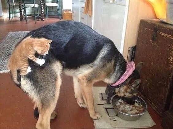 Уже не котовторник, но еще и не собакочетверг