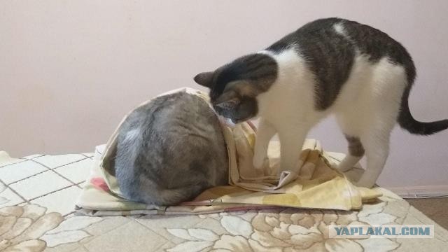 Смешные коты 18.08.20