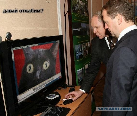Киса хочет жабы