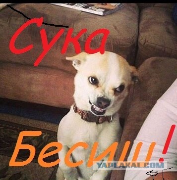 Бесит! Записки нищеброда