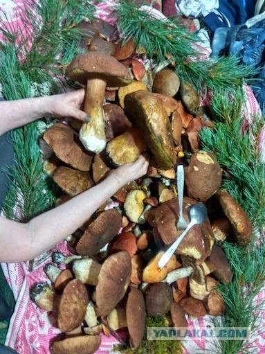 Грибочки