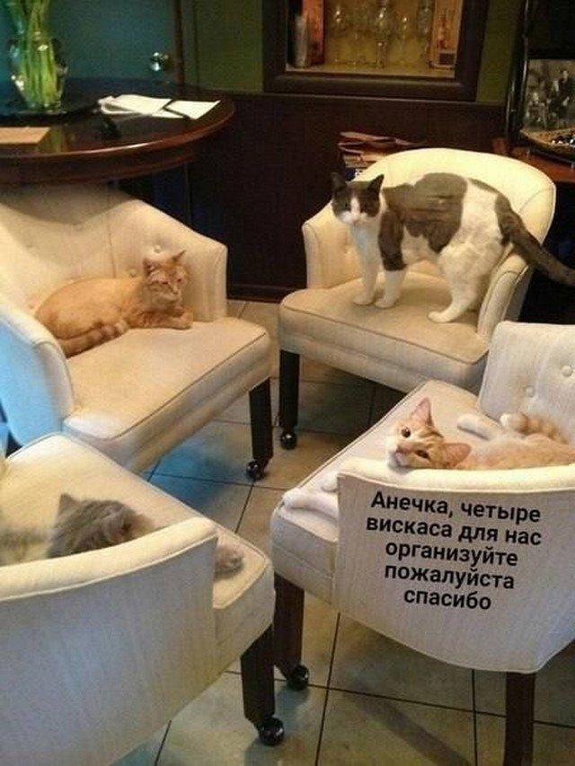 Картинки и мемы для настроения - 133
