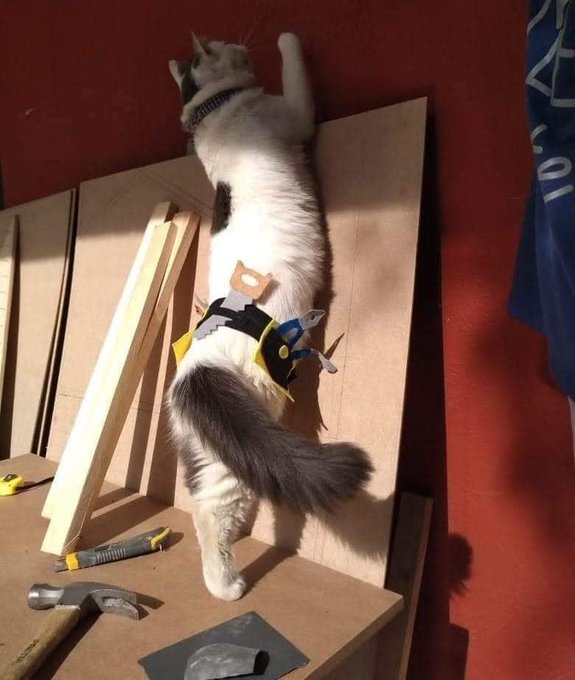 Коты-работяги