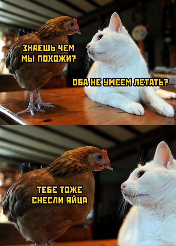 Картинки и мемы, всем хороших выходных