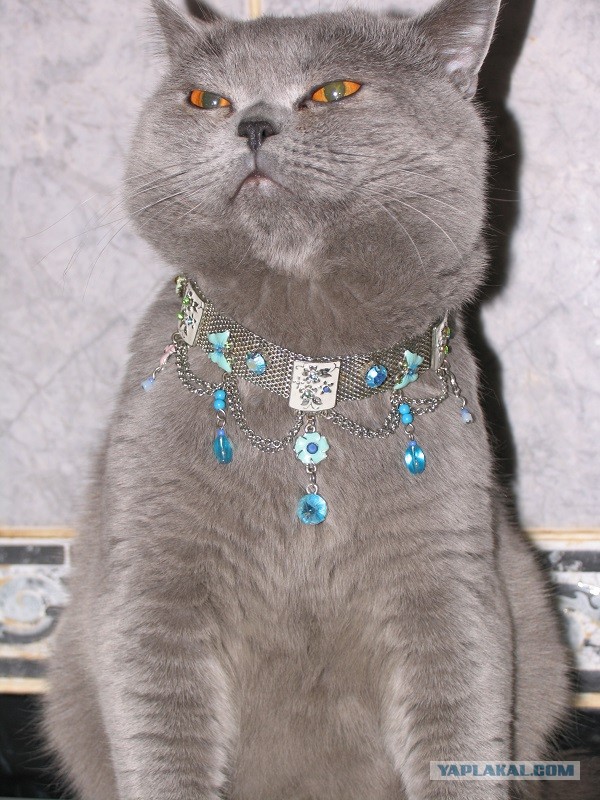 Котовторник 16.04.2013