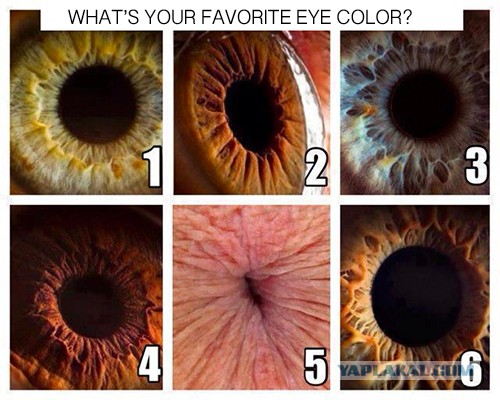 Какой ваш любимый цвет глаз?
