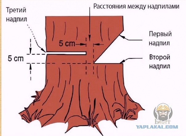 В Челябинске рабочие пытались убрать дерево, чтобы оно не упало на машины, но оно упало на машины