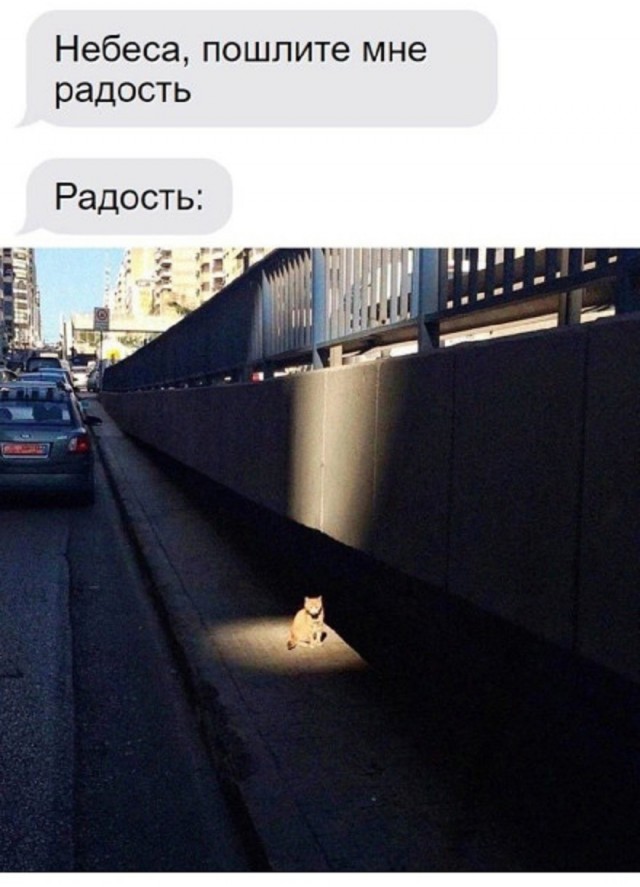 К котовторнику: подборка картинок-баянов с котиками и про котиков. Выпуск 13