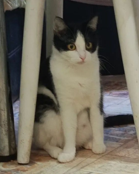 Очередной котовторник