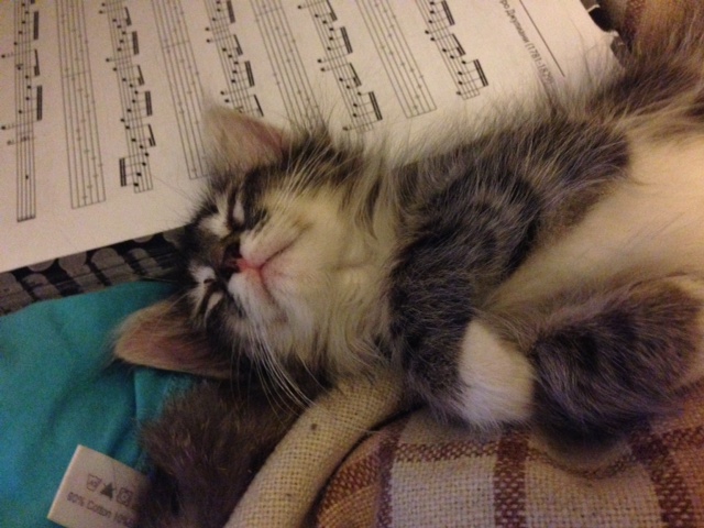Котовторник 29.04.14.