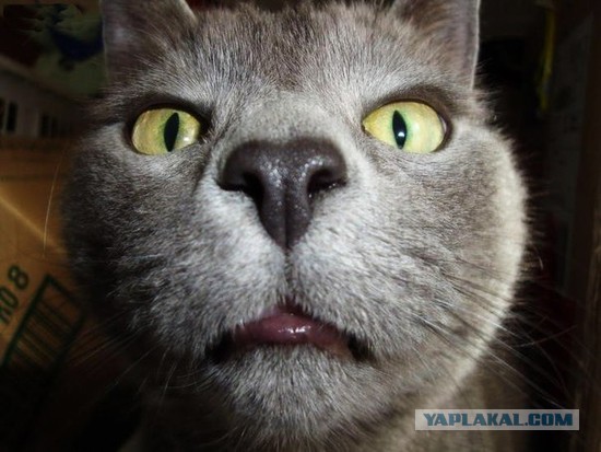 Котовторник 24.06.2014