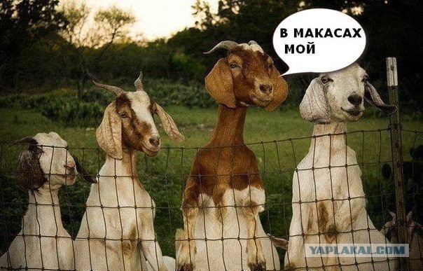 Немного позитива на пятницу.