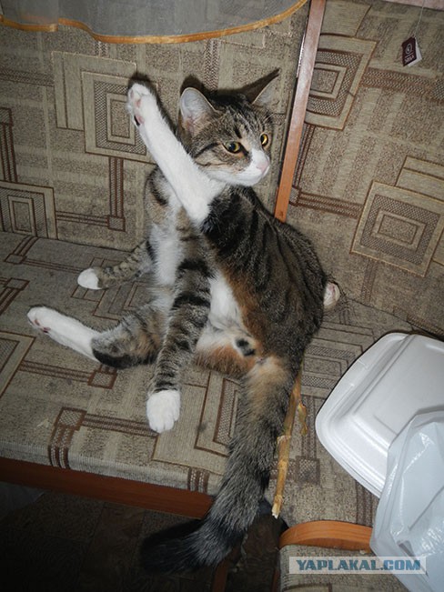 Котовторник 19.08.2014