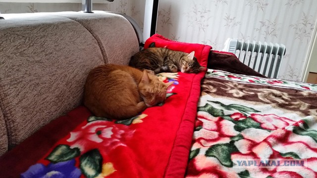 Котовторник 23.09.2014.