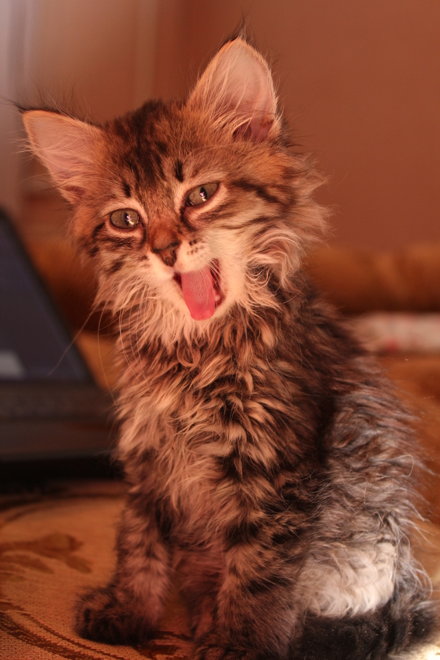 Котовторник 11.11.2014