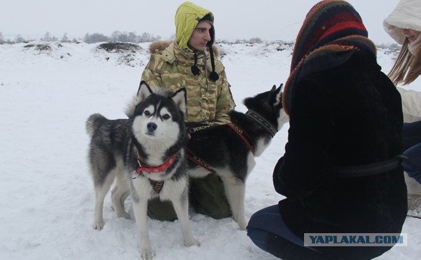 Собачьи упряжки на Куликовом поле