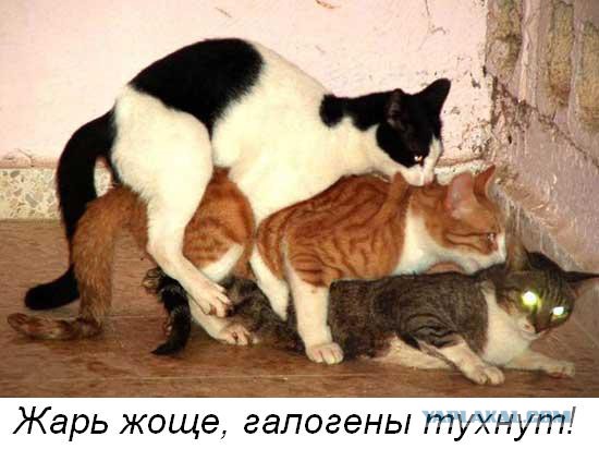 Забавные картинки из Сети